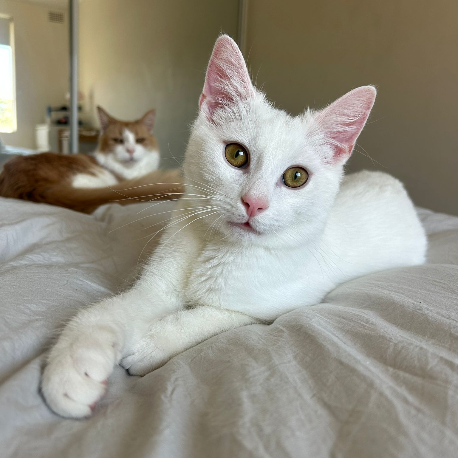 dollar-handle image 2